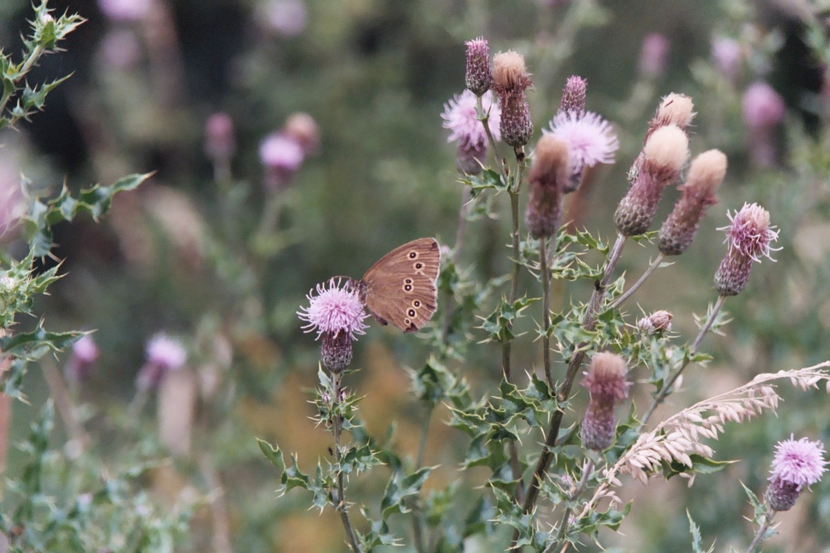 Ringlet, 19th July, 2004